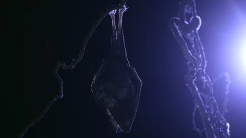 Close up small lesser horseshoe bat waking up shaking after hibernation Stock Footage 260261734