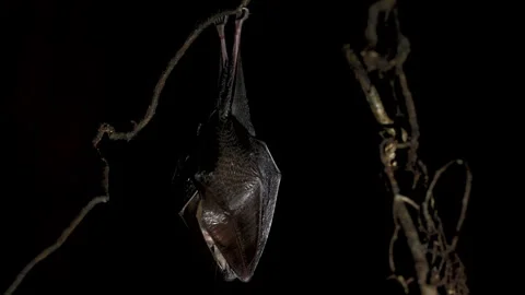 Close up small lesser horseshoe bat waking up shaking after hibernation Stock Footage 261369719