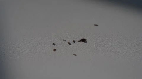 Close-up of small lice on a smooth, light-colored surface, Head lice on a w.. Stock Footage 321223628