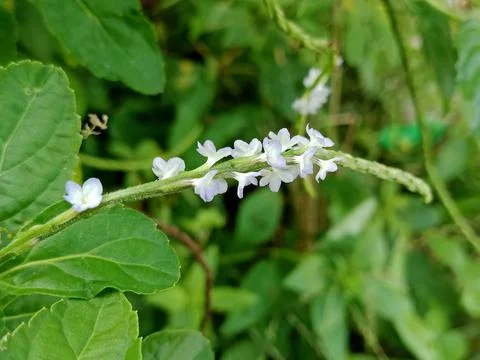 Close-up of small light blue flowers of Stachytarpheta jamaicensis Stock Photos