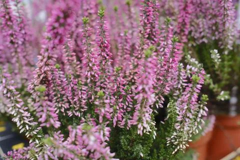 Close up of small, light pink heather flowers in bloom with green stems Stock Photos