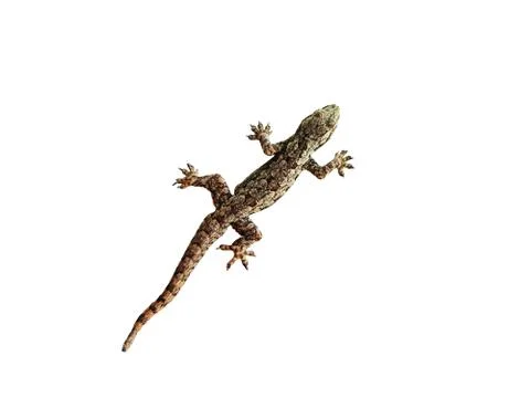 Close-up Small Lizard Isolated on White Background Foto stock