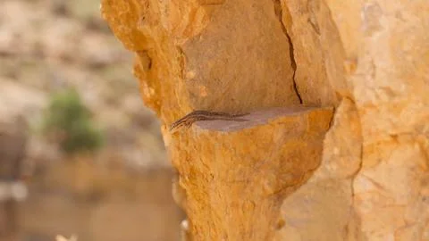 Close-up of a small lizard on a rock in a northern Arizona desert. Stock Photos