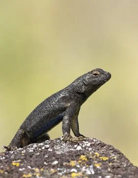 Close up of small lizard standing on a rock. Stock Photos