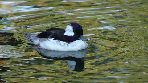 Close up of a small Male duck Stock Footage 272804487