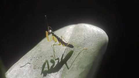 Close Up Of Small Mantis Cleaning Claws On Leaf. Vídeos de archivo 168504869