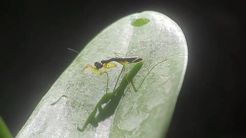 Close Up Of Small Mantis Cleaning Claws On Leaf. Vídeo Stock 168504874