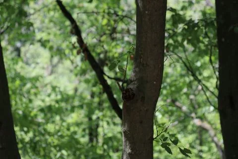 Close-up of a small moss-covered tree trunk in a misty forest. Foto stock