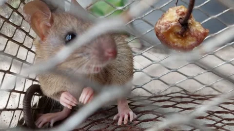 Up close, a small mouse stuck in a cage Stock Footage 268233487
