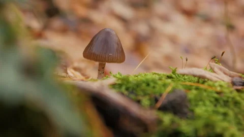 Close-up of a small mushroom growing among moss and fallen leaves. Stock Footage 258274868