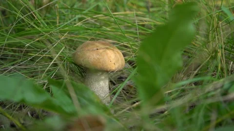 Close-up of a small mushroom growing in the grass. Stock Footage 161065394