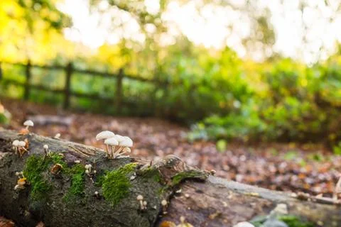Close up small mushrooms on the fall tree with moss in autumnal forest in bac Stock Photos
