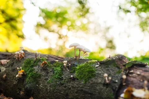 Close up small mushrooms on the fall tree with moss in autumnal forest in bac Foto stock