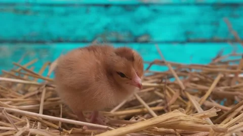 Close up. A small, newborn chick in a nest in the straw stands and looks at the Stock Footage 130736956