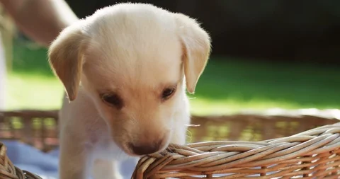 Close up of the small nice labrador puppy stepping out carefully out the basket Stock Footage 98096534