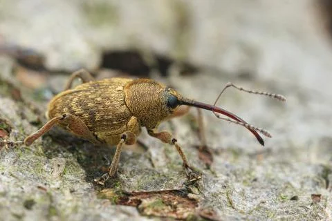Close up of a the small nut weevil, Curculio nucum Stock Photos