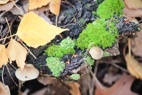 Close-up of a small oak sapling with vibrant red leaves against a backgroun.. Stock Photos