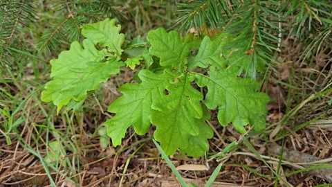 Close up of small oak sprout growing under spruce tree branches in wind Stock Footage 344058397