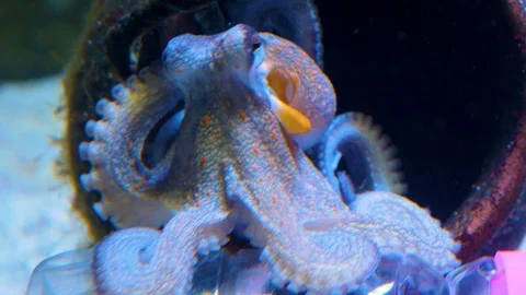 Close up of small octopus 스톡 동영상 108996025