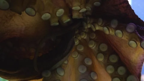 Close up of a small  octopus Stock Footage 244989509
