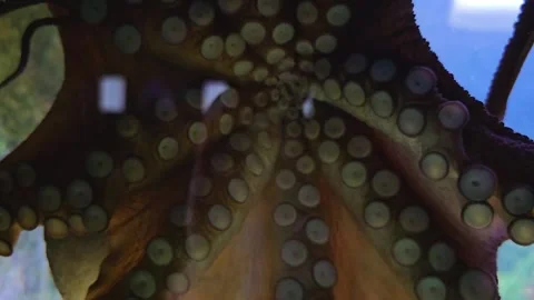 Close up of a small octopus  Stock Footage 245028715