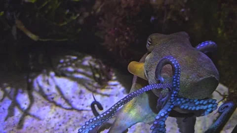 Close up of a small octopus Stock Footage 257349349