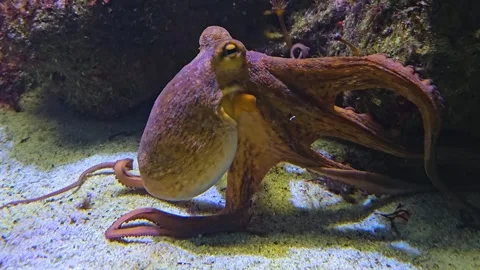 Close up of a small octopus  Stock Footage 273834395