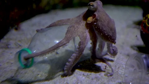Close up of a small octopus Stock Footage 297015246