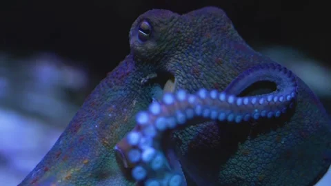 Close up of a small  octopus moving Stock Footage 257257282