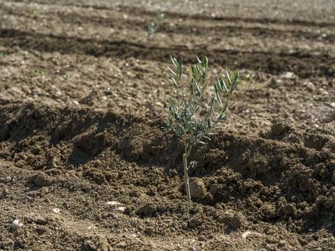 Close up of a small olive tree with yellow tag in a new plantation Foto stock