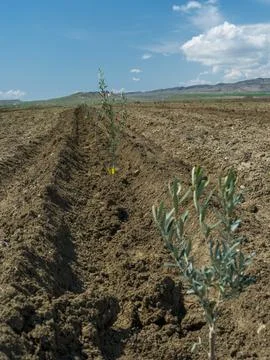 Close up of a small olive tree with yellow tag in a new plantation Foto stock