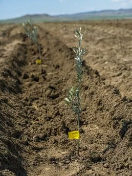 Close up of a small olive tree with yellow tag in a new plantation Foto stock