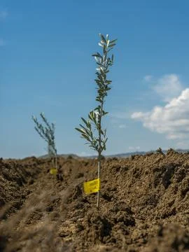 Close up of a small olive tree with yellow tag in a new plantation Foto stock
