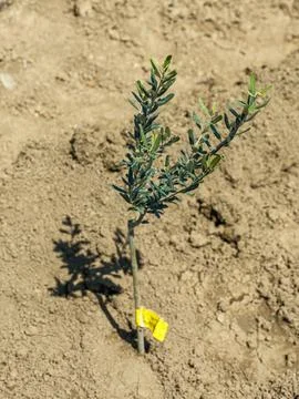 Close up of a small olive tree with yellow tag in a new plantation Foto stock