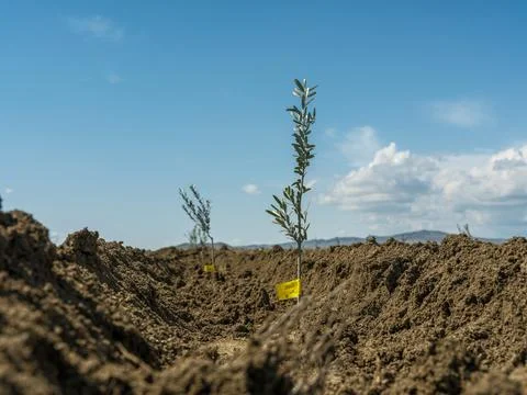 Close up of a small olive tree with yellow tag in a new plantation Foto stock