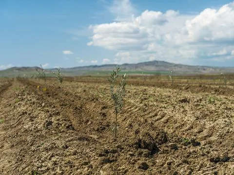 Close up of a small olive tree with yellow tag in a new plantation Foto stock