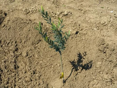 Close up of a small olive tree with yellow tag in a new plantation Foto stock