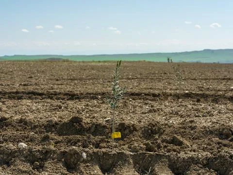 Close up of a small olive tree with yellow tag in a new plantation Foto stock