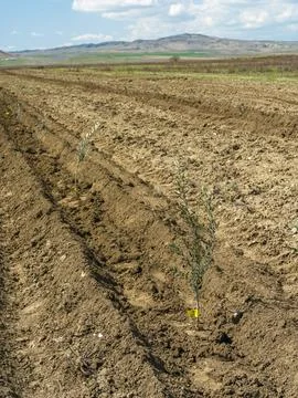 Close up of a small olive tree with yellow tag in a new plantation Foto stock