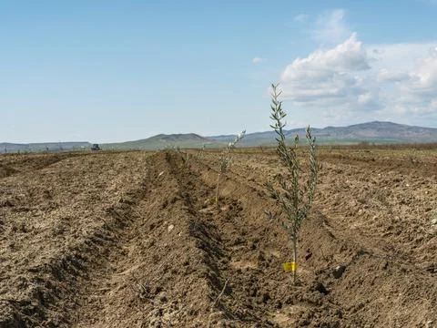 Close up of a small olive tree with yellow tag in a new plantation Foto stock