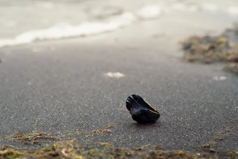 Close up small open shell on surfline concept photo Stock Photos
