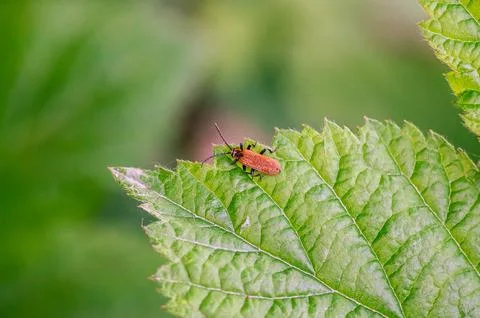 Close-up of a small orange beetle resting on a textured green leaf Фото