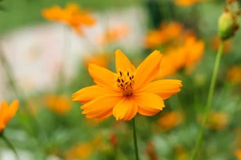 Close up of small orange color flowerwith defocus background Stock Photos