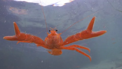 Close up: Small Orange Crabs Floating In Sunny Ocean Water During Day in Stock Footage 106427743