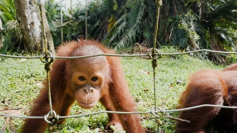 Close up of small orangutan sitting looking through steel fence, Malaysia Stock Footage 146566739