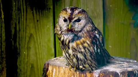 Close up of an small owl Stock Footage 242144442