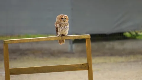 Close up of a small owl  Stock Footage 254928875