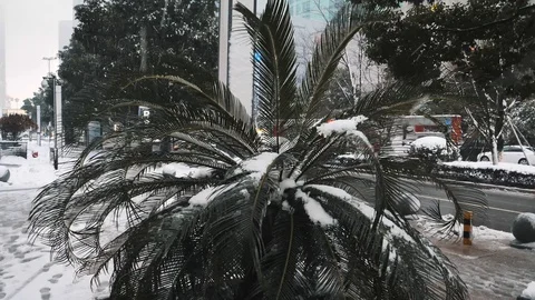 Close-up of small palm trees covered with snow during the snowfall in downtown Stock-Footage 98507628