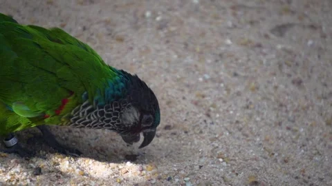 Close up of a small parrot  Stock Footage 266742505