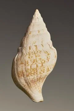 Close up of small, patterned conch shell against brown background 스톡 사진